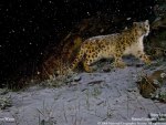 snow leopard in the snow