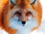 Fox Close Up