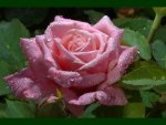 Pink rose