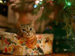 Christmas Cat