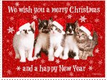 â™¥     .*.*.*.Merry Christmas Cats.*.*.*.     â™¥