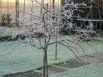 Frosty Maple