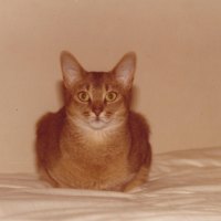 An Abyssinian Cat