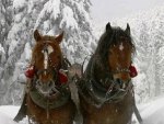 "  Horse's In The Snow  "