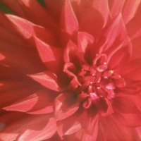 Christmas red flower