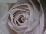 White Rose