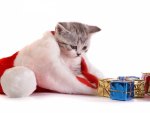 Christmas kitten
