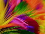 Rainbow of feathers