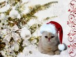 Christmas kitty