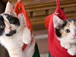 Kittens in a Stocking