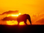Elephant sunset