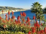 flowers and palms above a beautiful beach