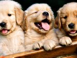 Puppies