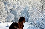 Winter horse
