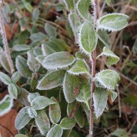 Frosty Leaves