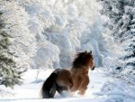 gallop in the snow