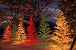 " Christmas Trees "