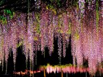 wisteria fantasy