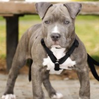 Pit Bulls Rule