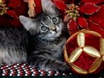 Cute Christmas Kitten