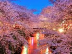 stunning blooming cherry trees on a river