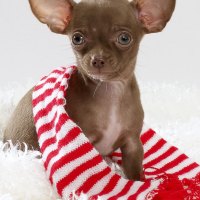 *** Sweet dog with striped scarf ***