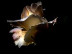 White rose in dark