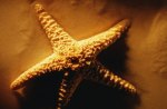 SEA STAR