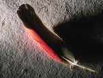 Feather