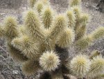Desert Cactus