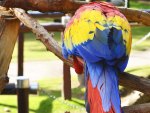 macaw