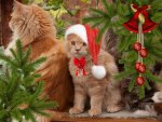 cute Christmas kitty