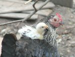 Mother hen and her tiny chick