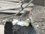 Silky hen with chick