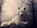 white wolf waiting