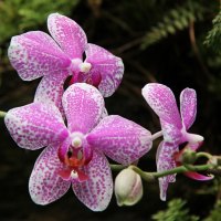 very nice orchid