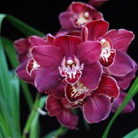red orchid