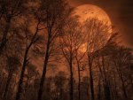bronze moon over a forest