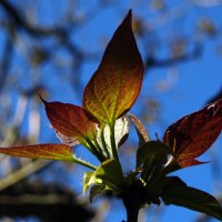 Tree leaf looking for the sun