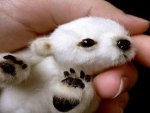 Tiny Polar Bear