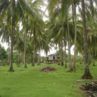 Coconut Plantation