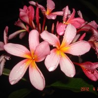Pink Frangipani
