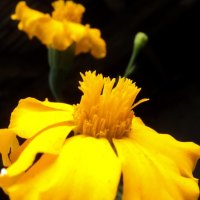 flowers that touches heart