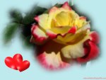 Love Rose Wallpaper