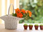 A basket of flowers