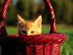 A orange kitten in a red basket
