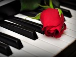 A rose on the piano keys