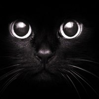 Dark Cat