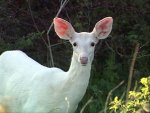 WHITE deer
