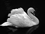Swan on Black Water HD